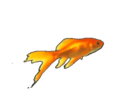 swimming goldfish gif