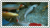 stamp with swimming koi